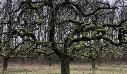 leiderschap