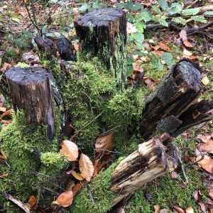 afgeknotte stammen parentificatie